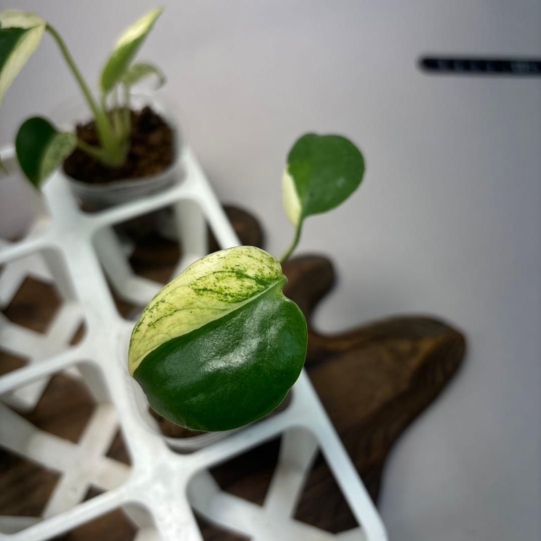 あ*り様 5株セットms08【特別選抜】ホワイトモンスター／天津蘭 モンステラ斑