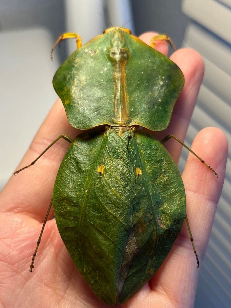 【標本】ナンベイマルムネカマキリ Choeradodisキリギリスカマドウマ