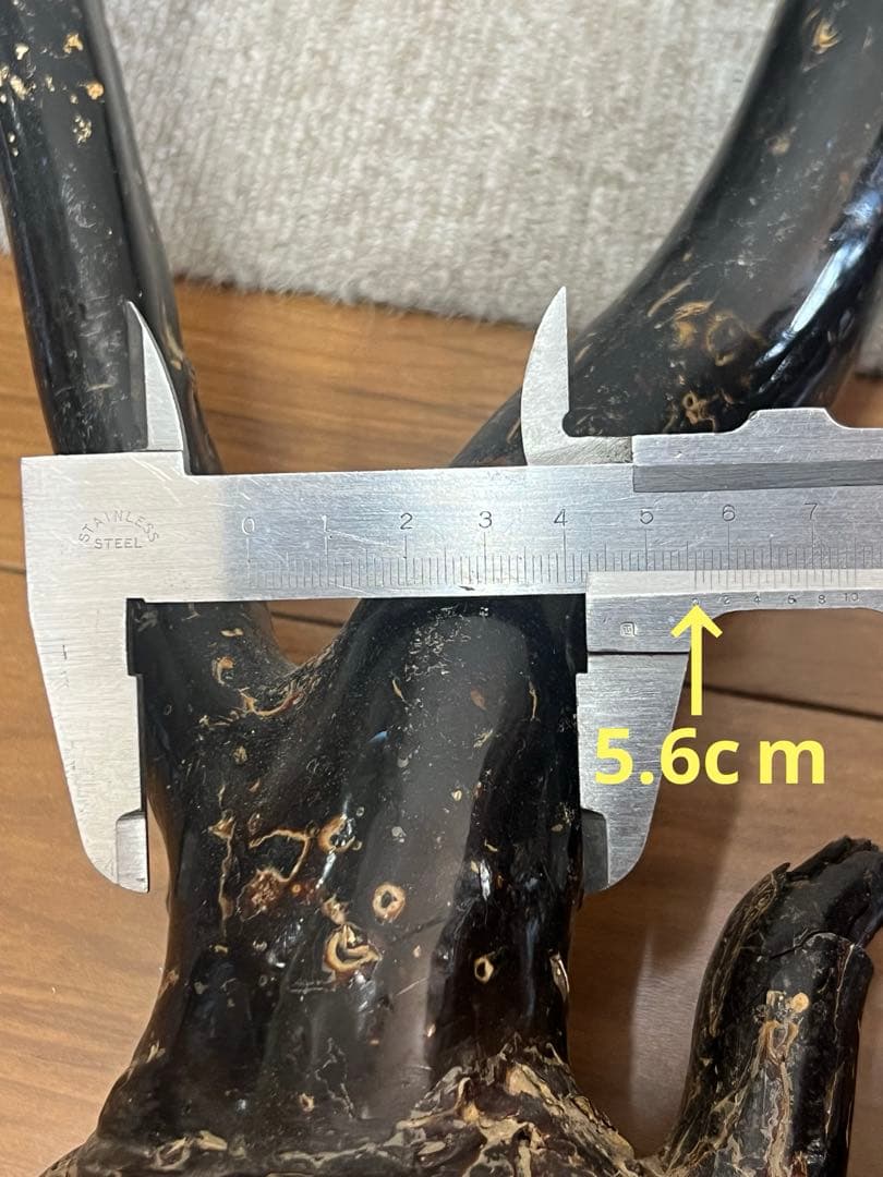 極上 大振海松 置物 深海松 黒珊瑚　重さ：1448g