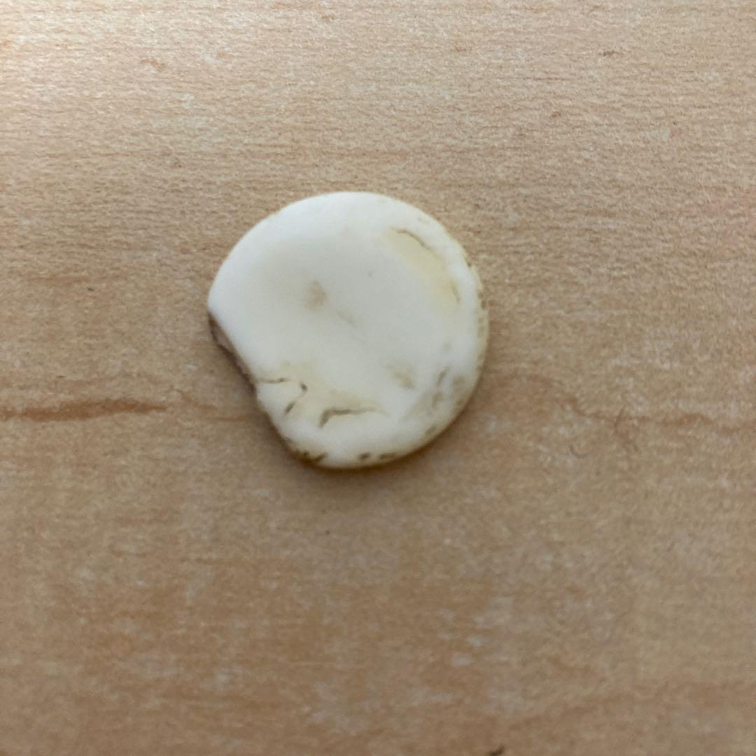 日向特製本蛤碁石 34号