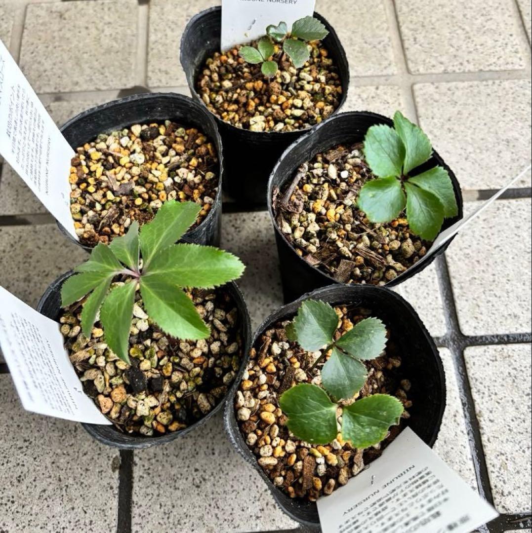 クリスマスローズ　原種　アトロルーベンス　デュメトルム　など　交配