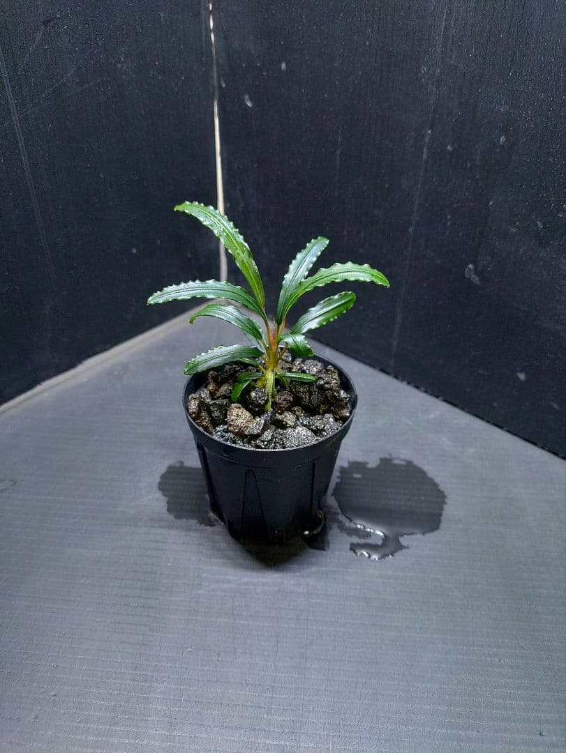 けむ ブセファランドラ sp.Tebakang、ララズ