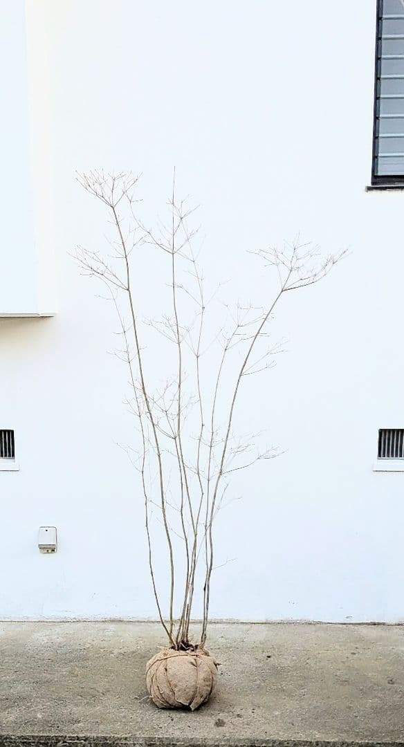 正真正銘。山採りドウダンツツジ。