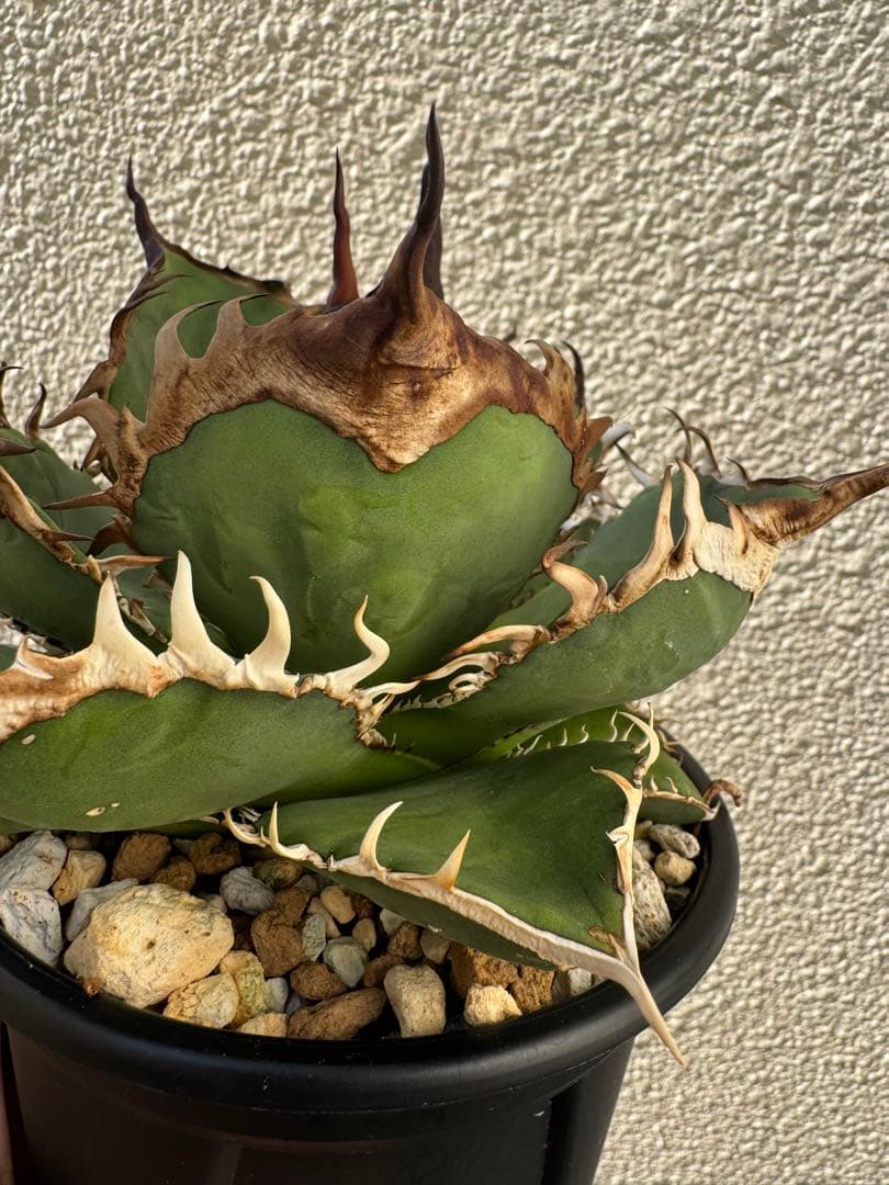 アガベ　オテロイ実生