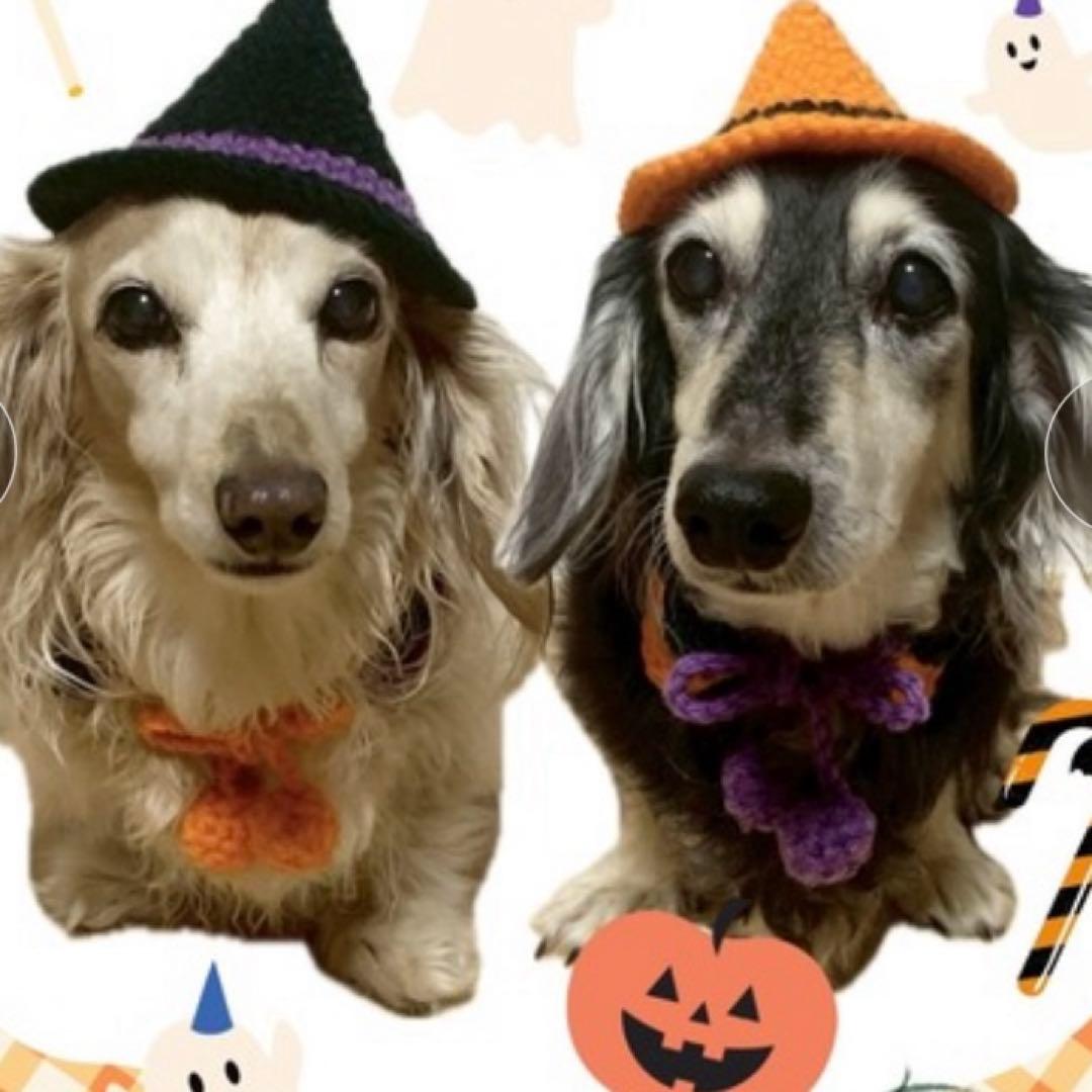 MocoHouse ハロウィンコスチューム 犬用付け襟　XS