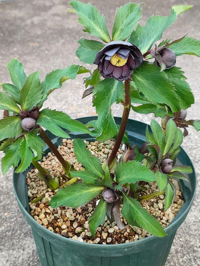 クリスマスローズ開花株