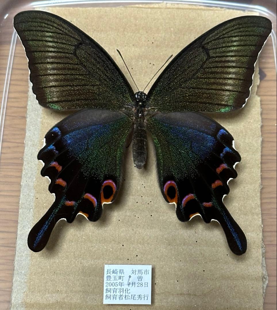 ミヤマカラスアゲハ　標本　飼育品