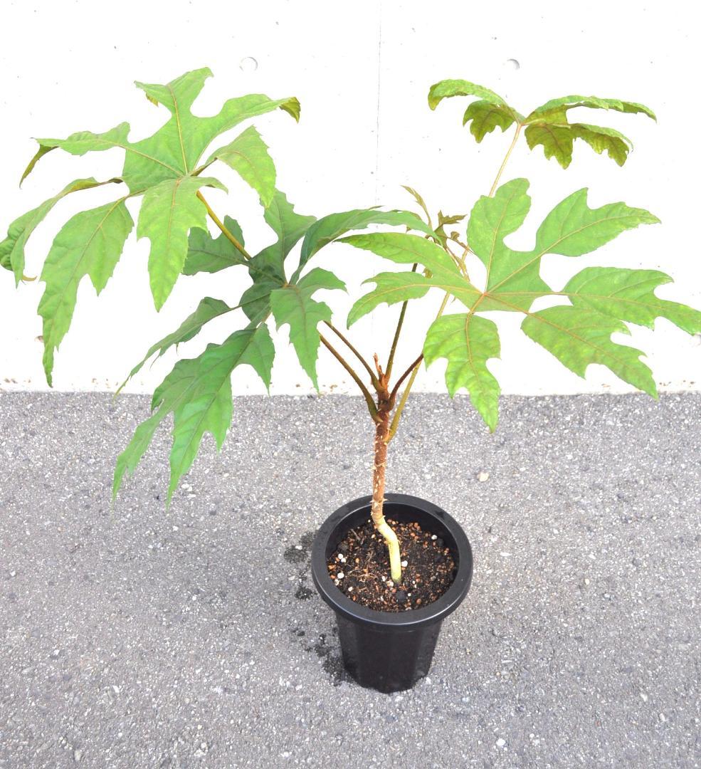 トレベシア 100cm 8号