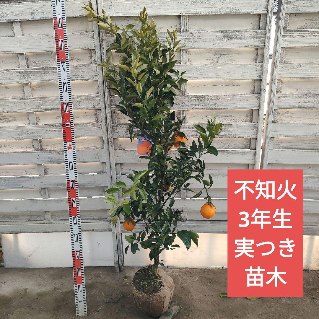 ③不知火 3年生 実つき 苗木