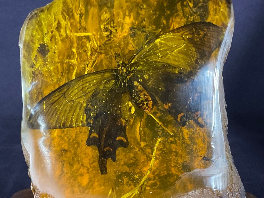 琥珀の中の蝶標本