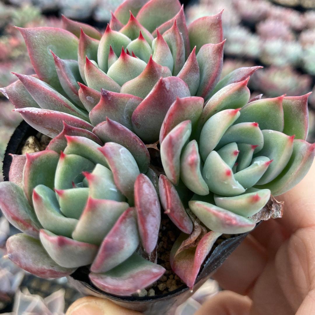 にゃ。様 リクエスト 11点 まとめ商品