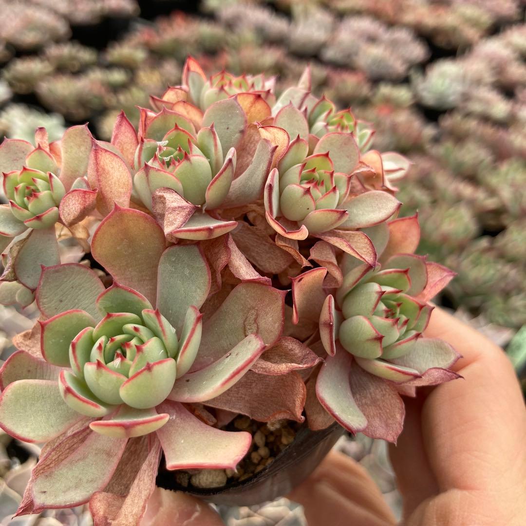 にゃ。様 リクエスト 11点 まとめ商品