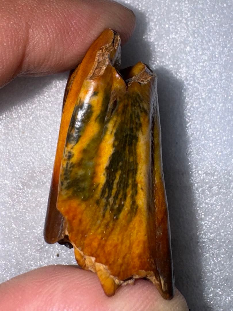 沖縄産、牛の歯化石