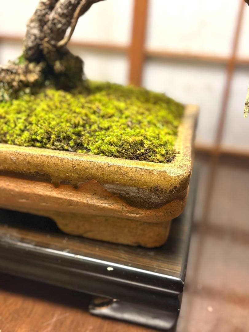 ニコル 黒松盆栽！フォロワー様170人記念！値下げ❗️鉢が珍しい陶器です❗️