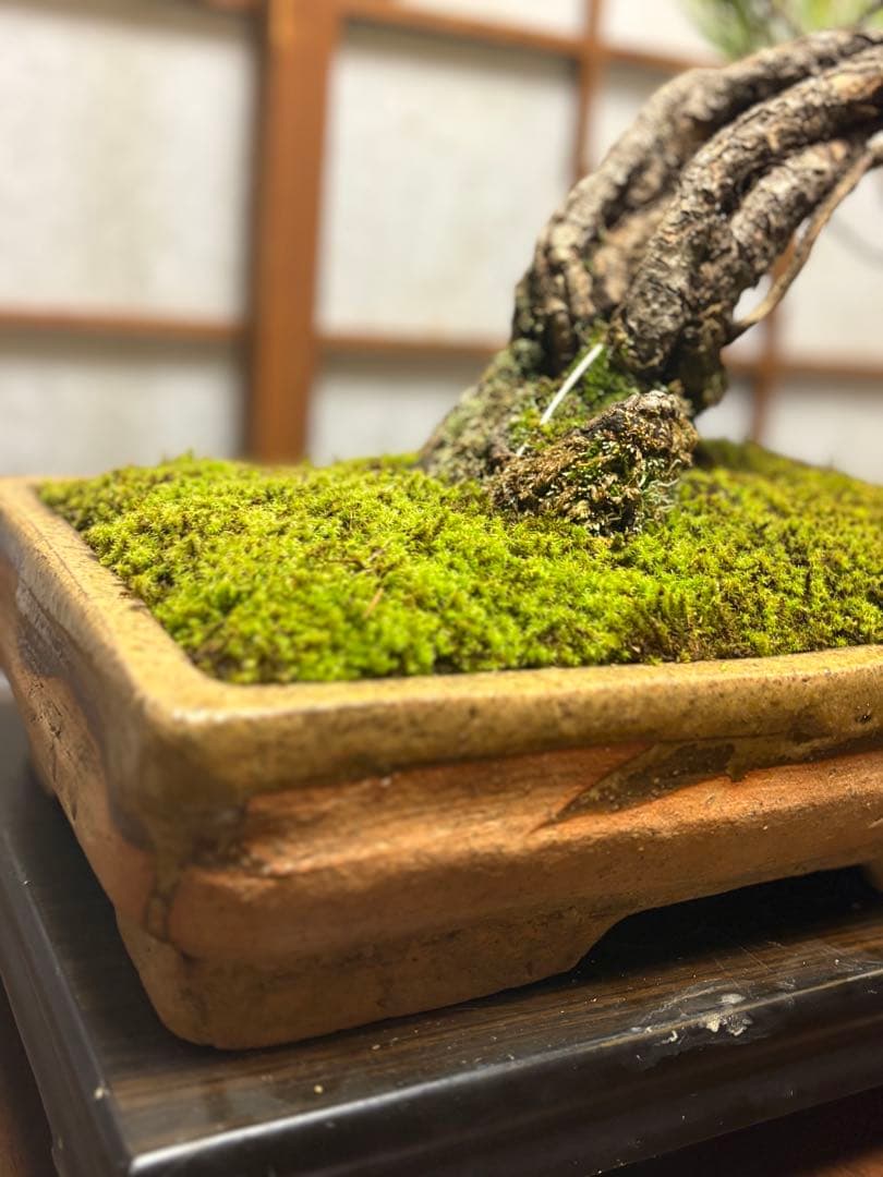 ニコル 黒松盆栽！フォロワー様170人記念！値下げ❗️鉢が珍しい陶器です❗️