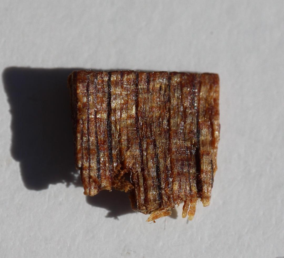 香木 古渡命銘木 「初音」約0.3g 小分け沈香 伽羅 奇南 奇楠 お香 香道