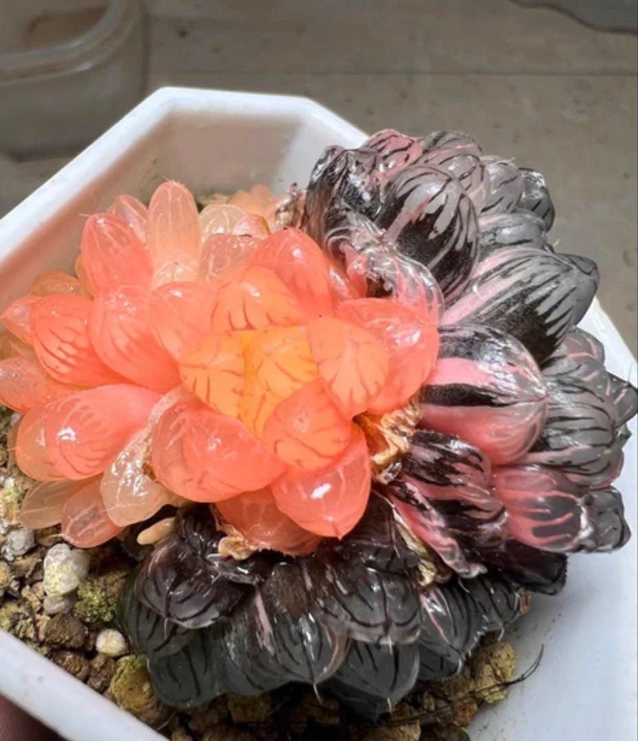 じ*む様 多肉植物　ハオルチア　藤乙オブツーサ錦　鮮明錦　群生　希少種