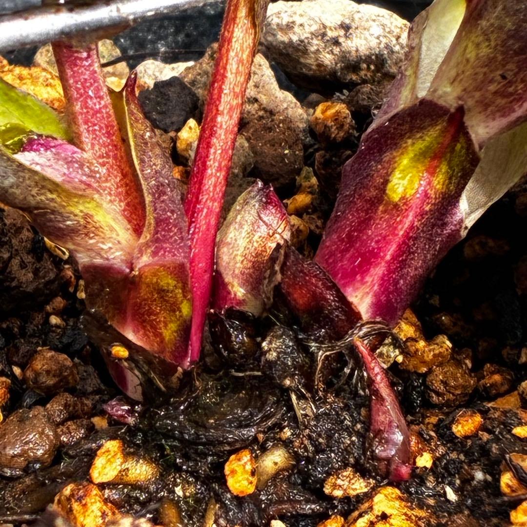 ラ*ク様 3498☘️蕾花付き☘️極上☘️⭐️コロコロ小輪⭐️紅赤オーレア⭐️コ