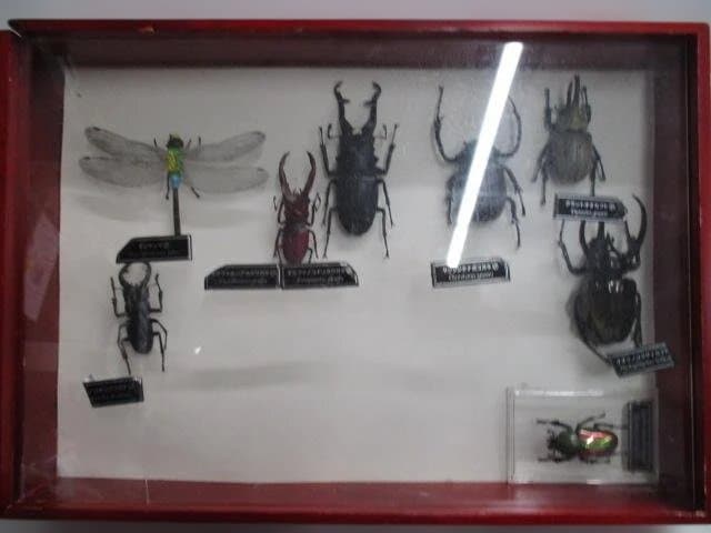 【中古品】昆虫標本　カブトムシ・クワガタ　まとめ売り