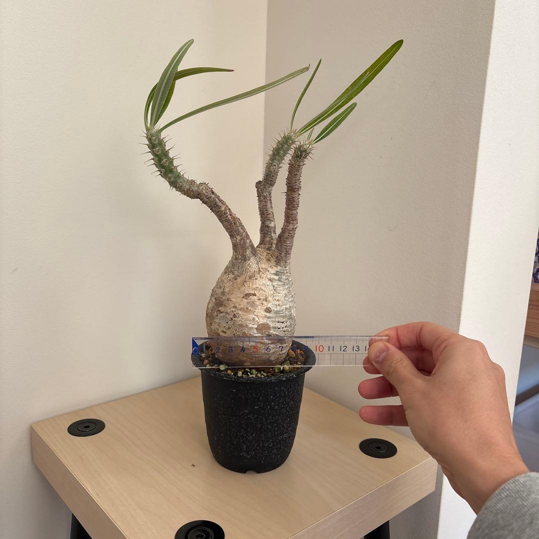 ［最終お値下げ］グラキリス　現地球　発根済み