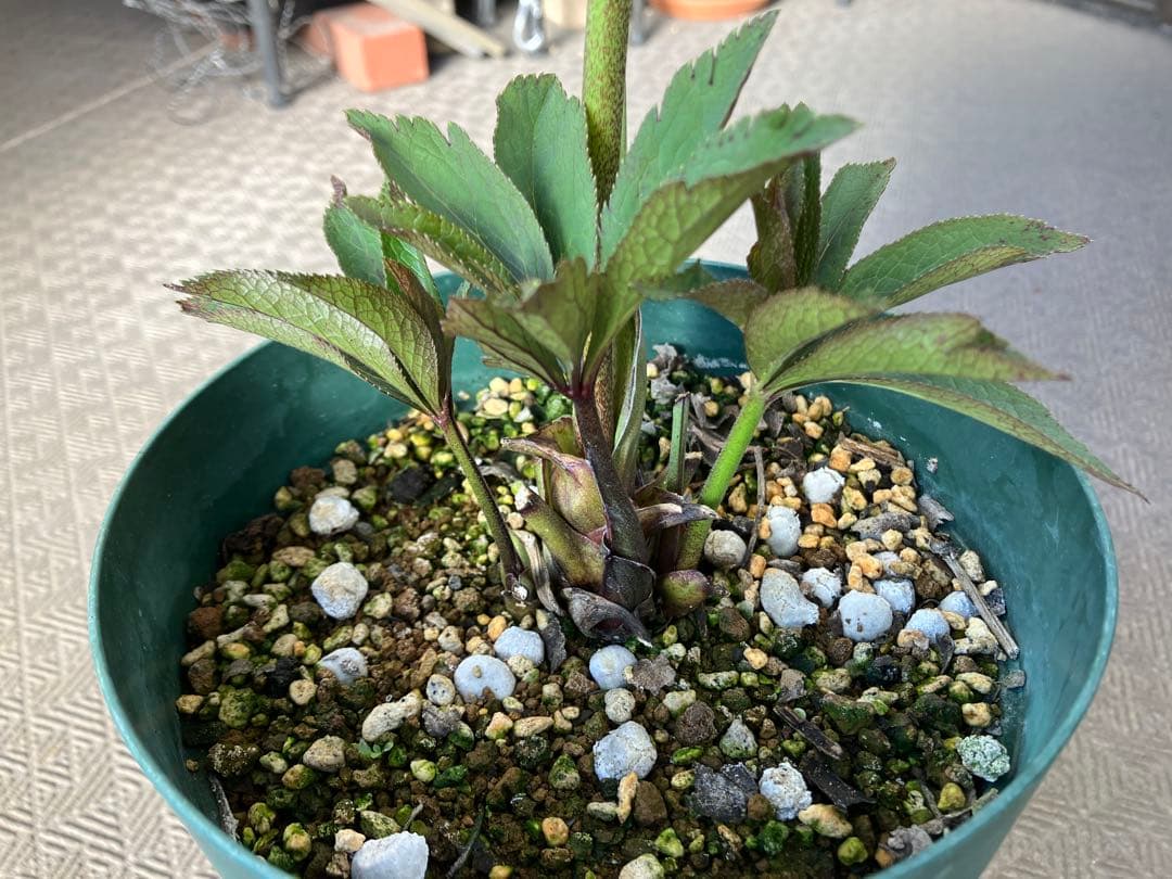 ユキノリ クリスマスローズ wa26-1