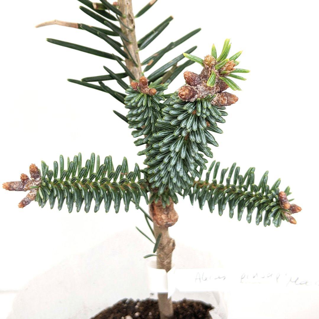 abies pinsapo　もみの木　スペインモミ　苗　矮性