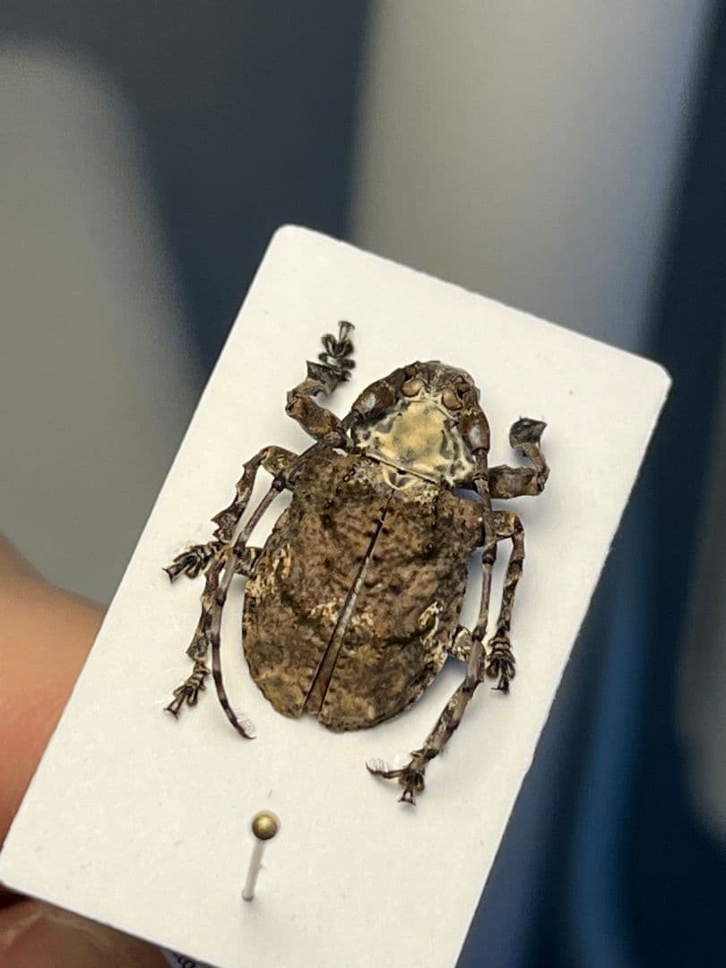 【毒刺甲虫】サソリカミキリ 昆虫標本 Onychocerus ウスバカミキリ