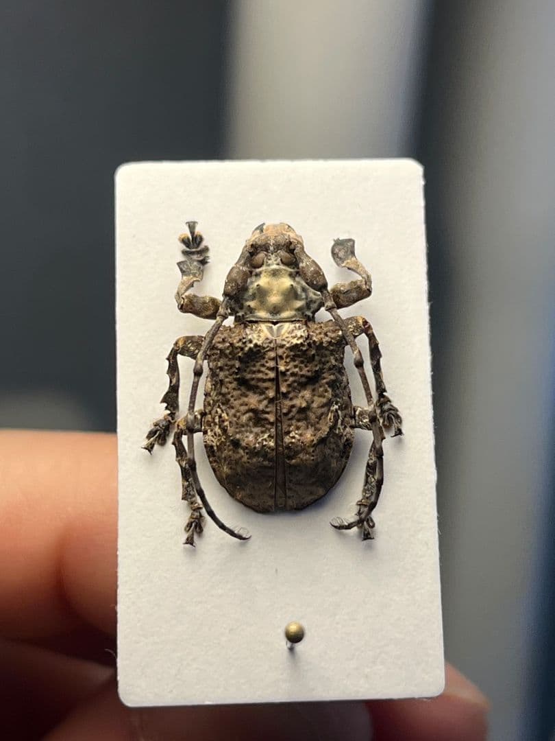 【毒刺甲虫】サソリカミキリ 昆虫標本 Onychocerus ウスバカミキリ