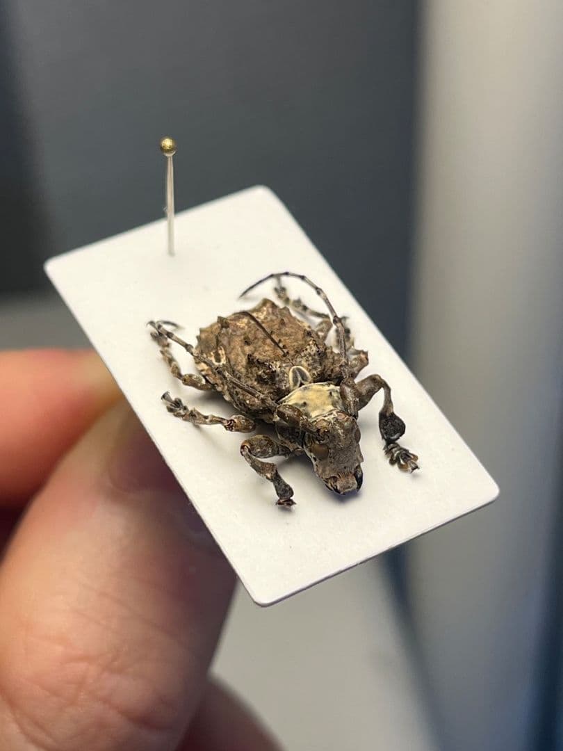【毒刺甲虫】サソリカミキリ 昆虫標本 Onychocerus ウスバカミキリ