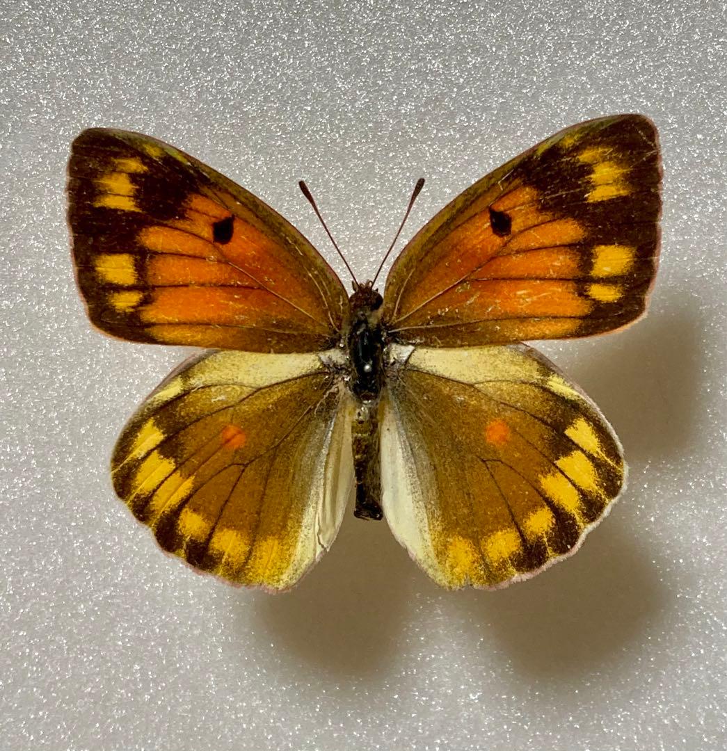 【赤型の異常型】コリアス（1メス・ロシア産）