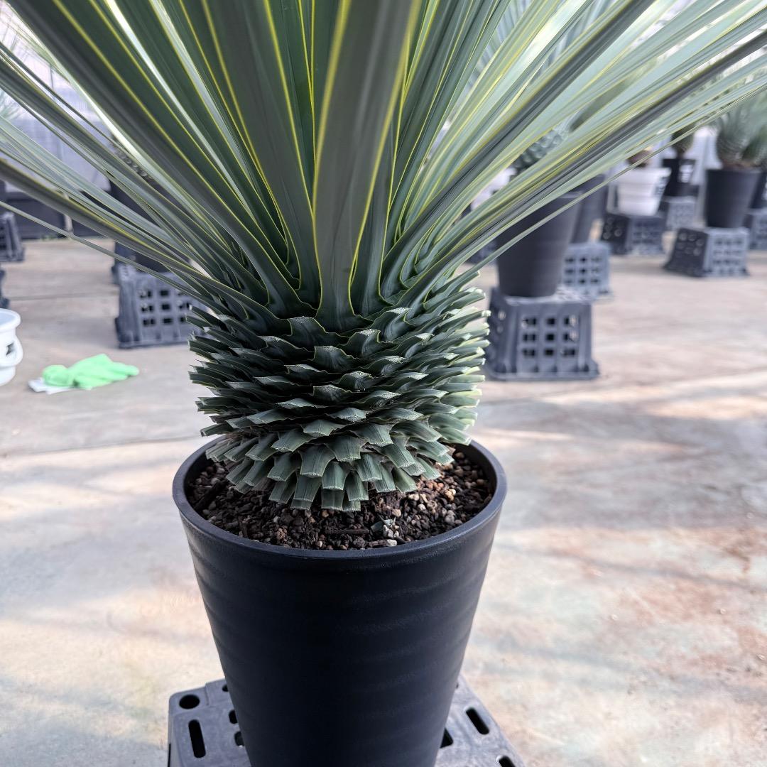 【AL1181】ユッカ　ロストラータ　シルバー　極太