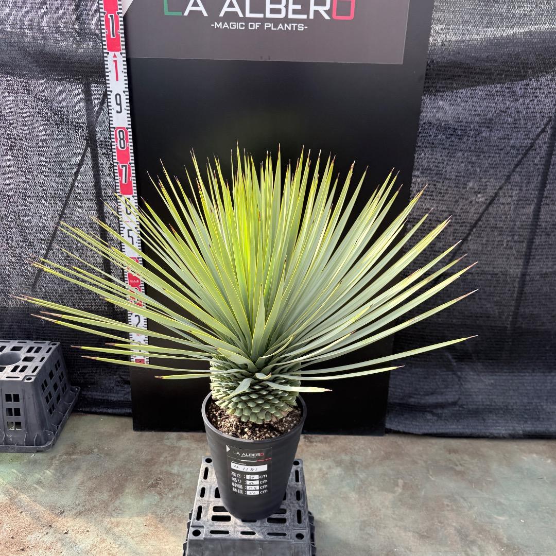 【AL1181】ユッカ　ロストラータ　シルバー　極太