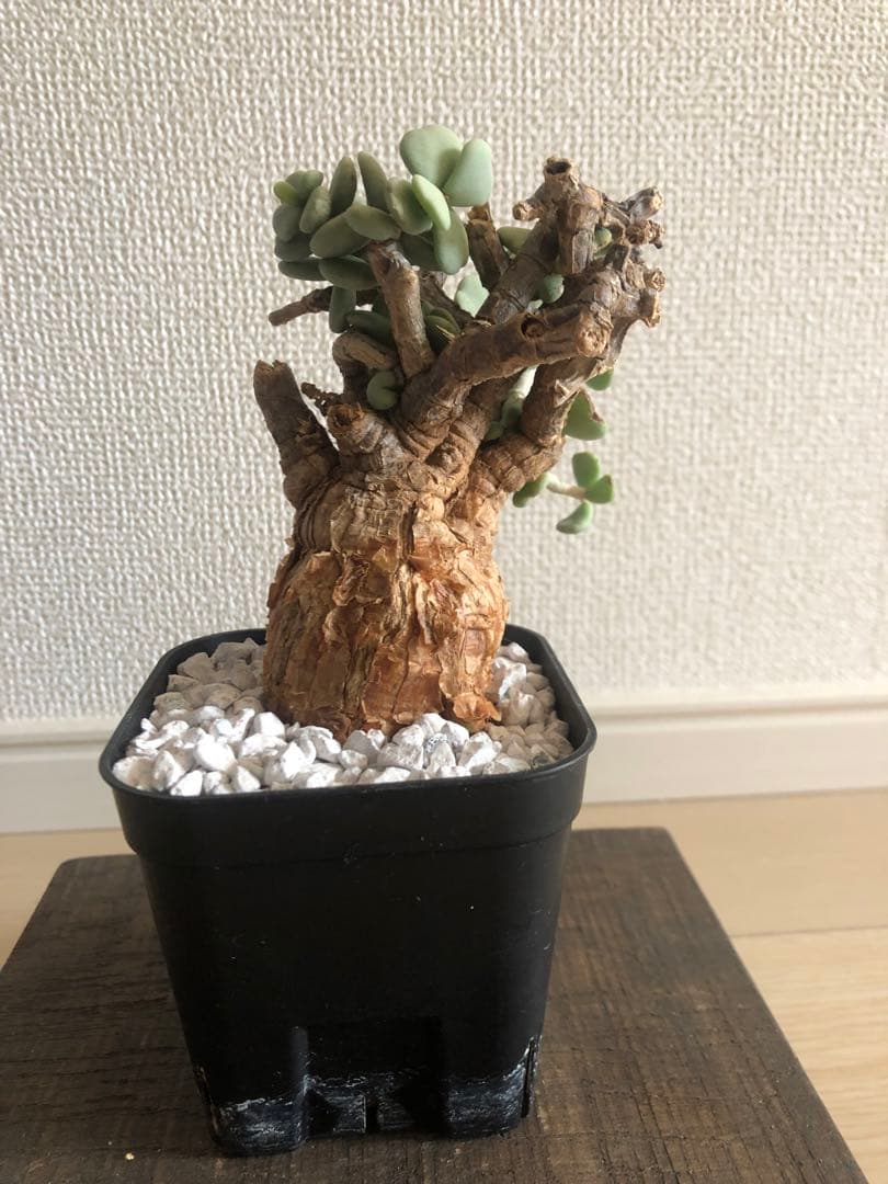 【塊根植物】ケラリアピグマエア現地株発根済み①ヘムヘム