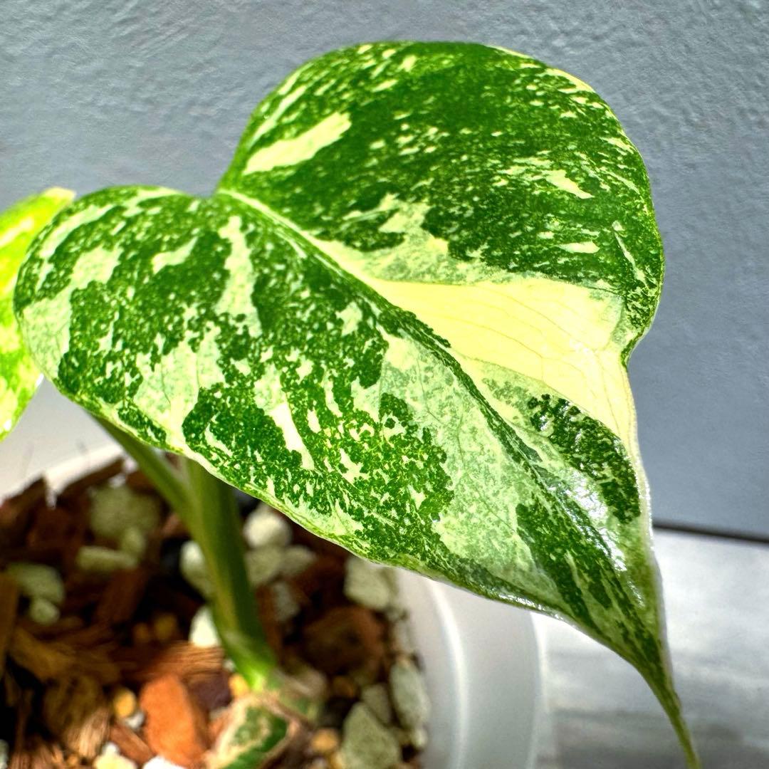 K*y様 モンステラ デリシオーサ クリームブリュレ 希少斑入り