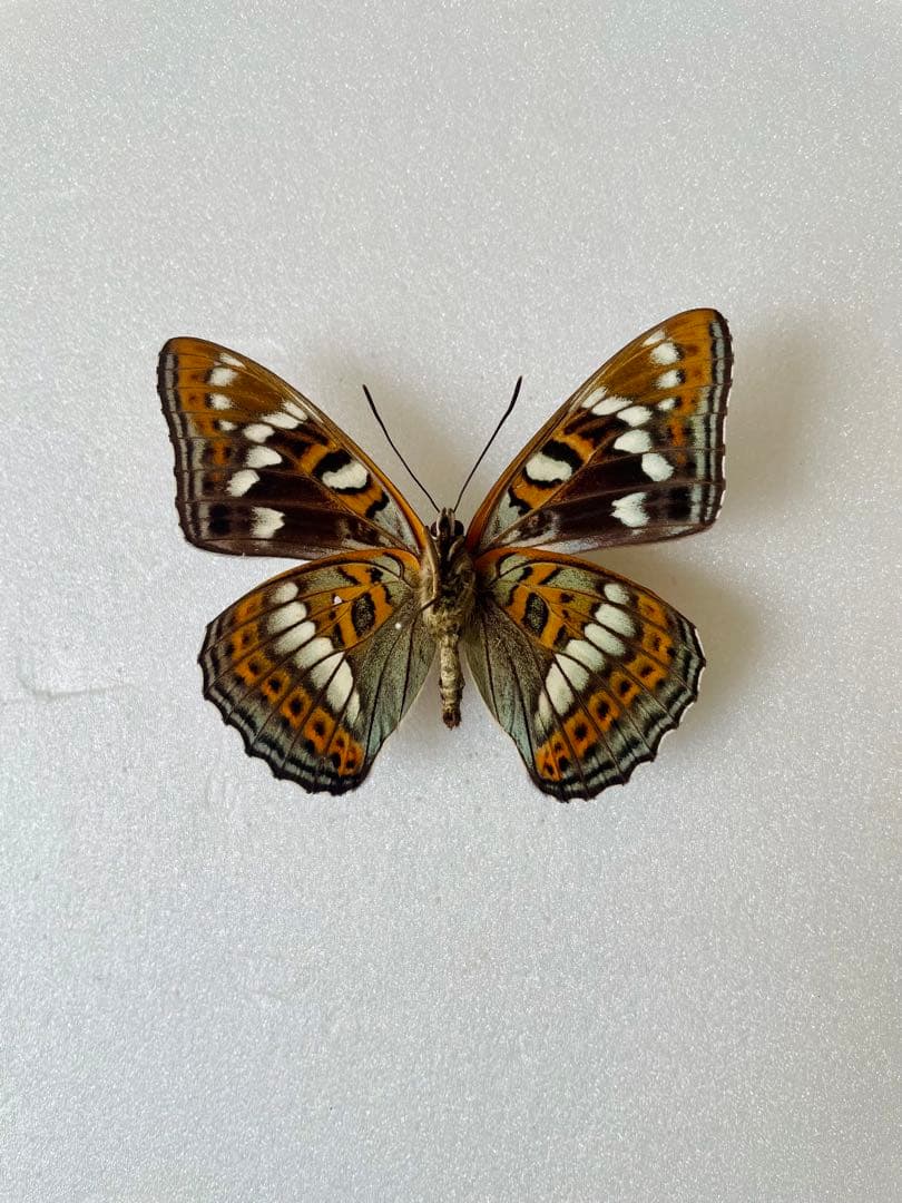 【黒化型G1】オオイチモンジ（オス、北海道産）