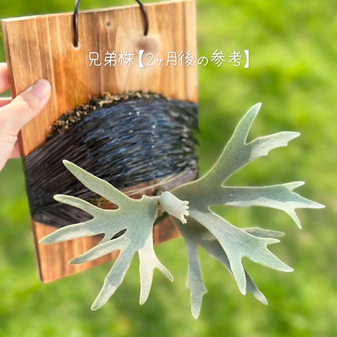 P. willinckii ’Jenny’ TC　4004