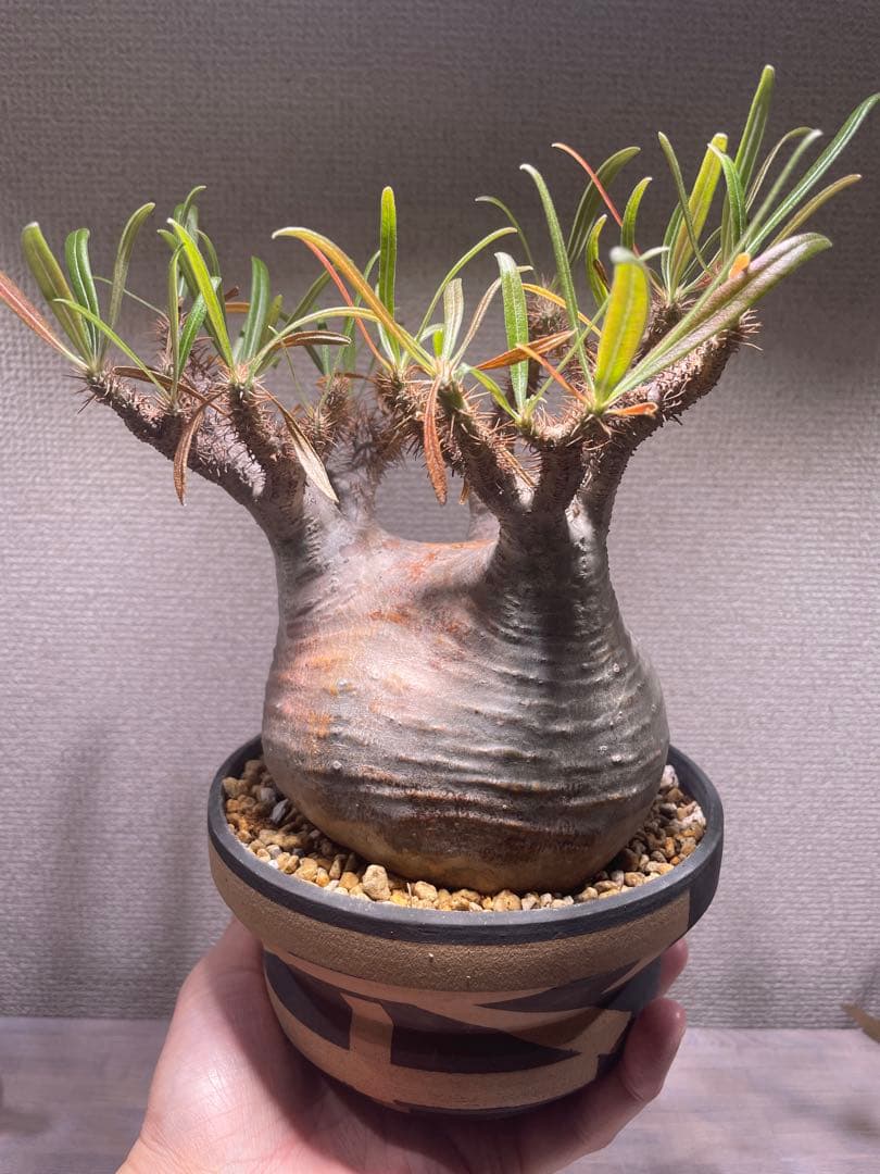 パキポディウム グラキリス × BOTANIZE（ コレクション2 ）