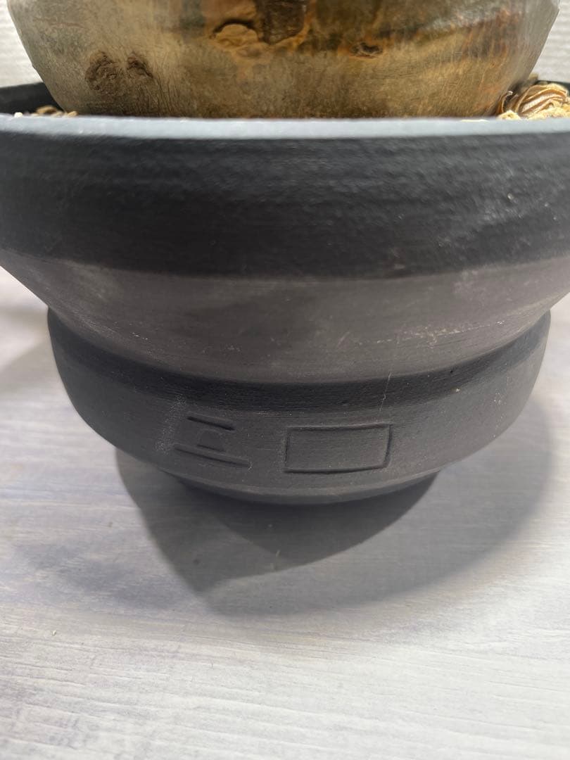 パキポディウム グラキリス × BOTANIZE（ コレクション2 ）