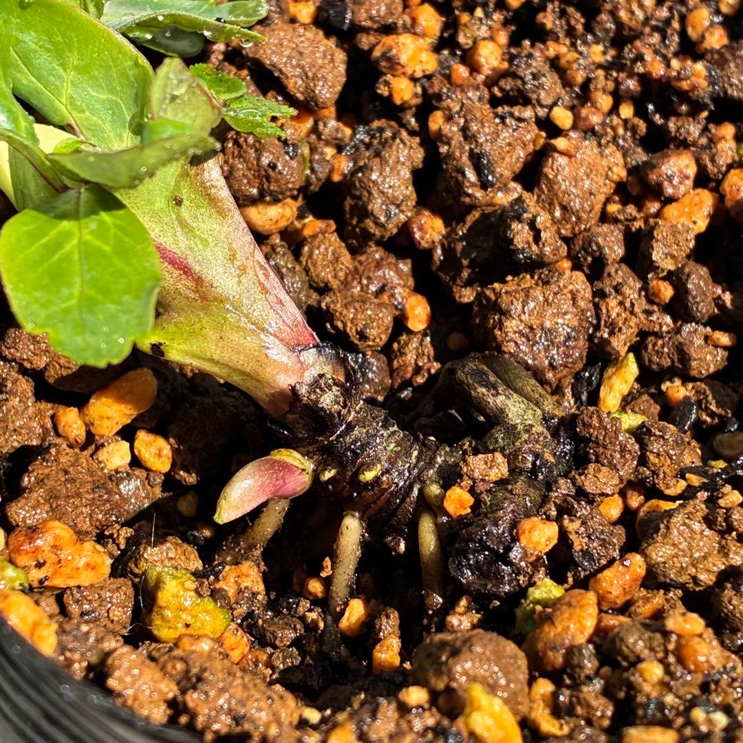 u*0様 ☘️蕾付☘️タグ付⭐️3389⭐️ASHWOODIENSIS⭐️BRI