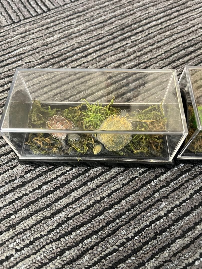 爬虫類　両生類　コレクション