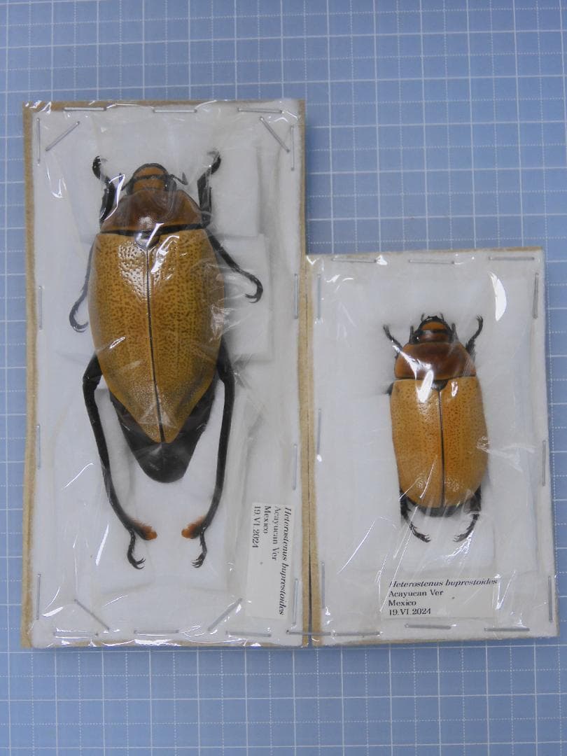 標本 Mexico Heterostenus buprestoides 41-64mm