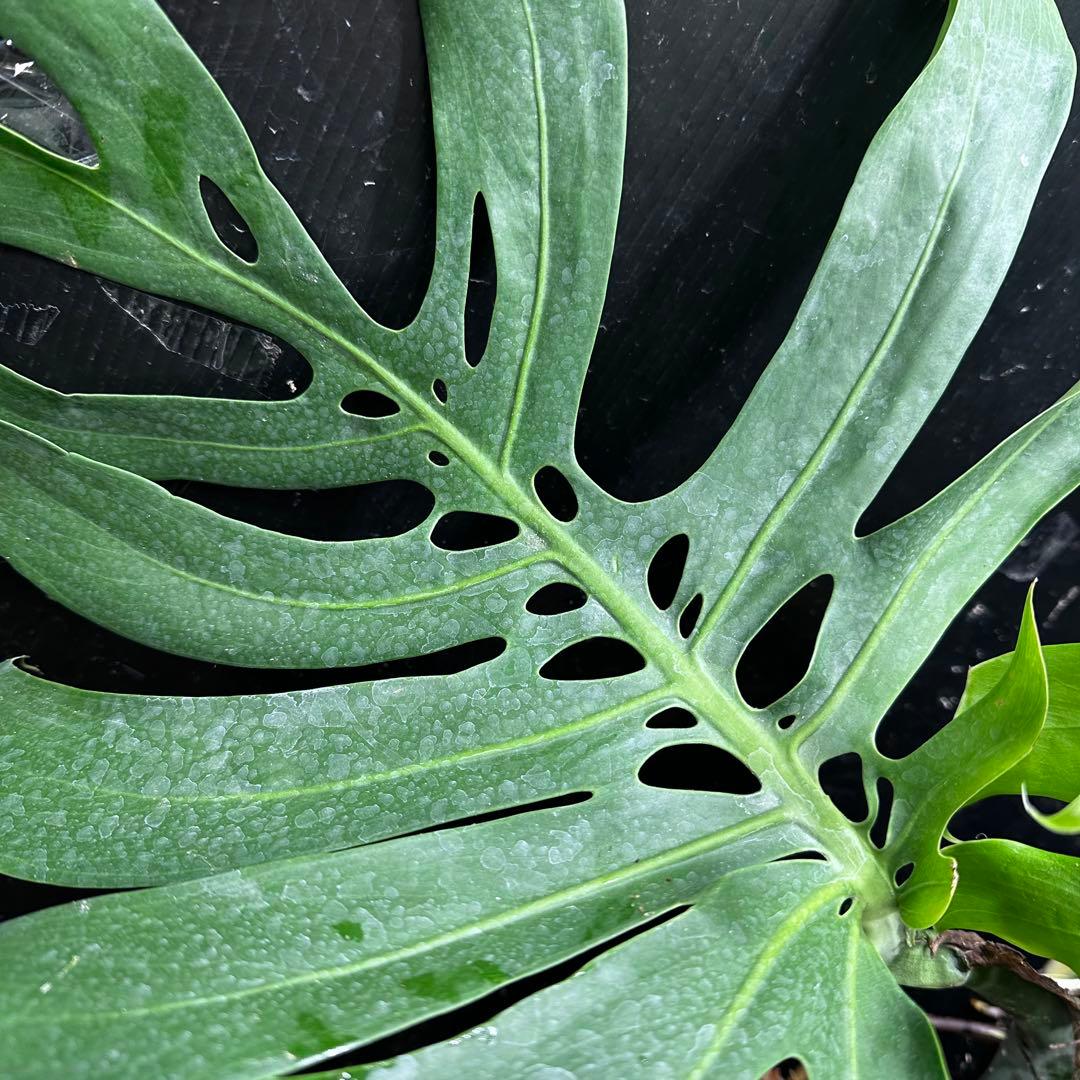 T*K様 モンステラデリシオーサマクロコズム超希少系統鉢植え56㎝