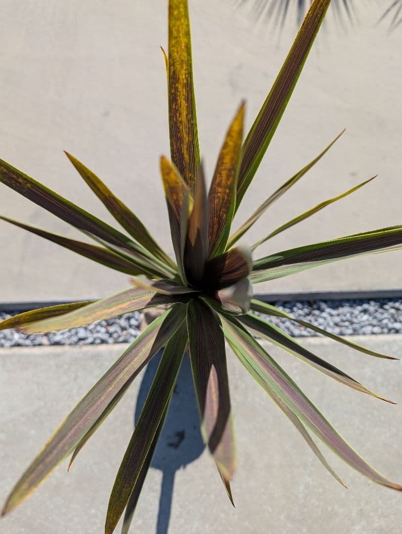 【リピ割Grand Grenier様】コルジリネ 4種セット188