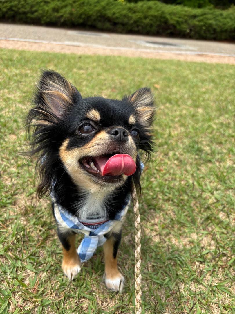 購入不可　確認用です