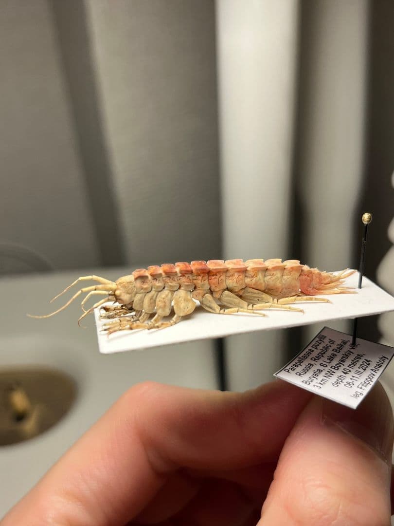 バイカルヨコエビ バイカル湖 標本 ムカデヤスデミリピードセンチピードサソリ