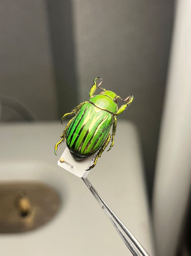 【白金鶯黄金】キンセスジウグイスコガネ グロリオーサウグイスコガネ 標本