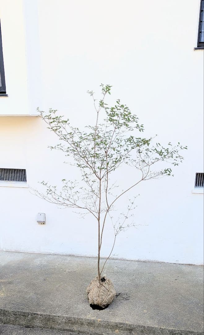 鮮美透涼。山採りヤマツツジ。