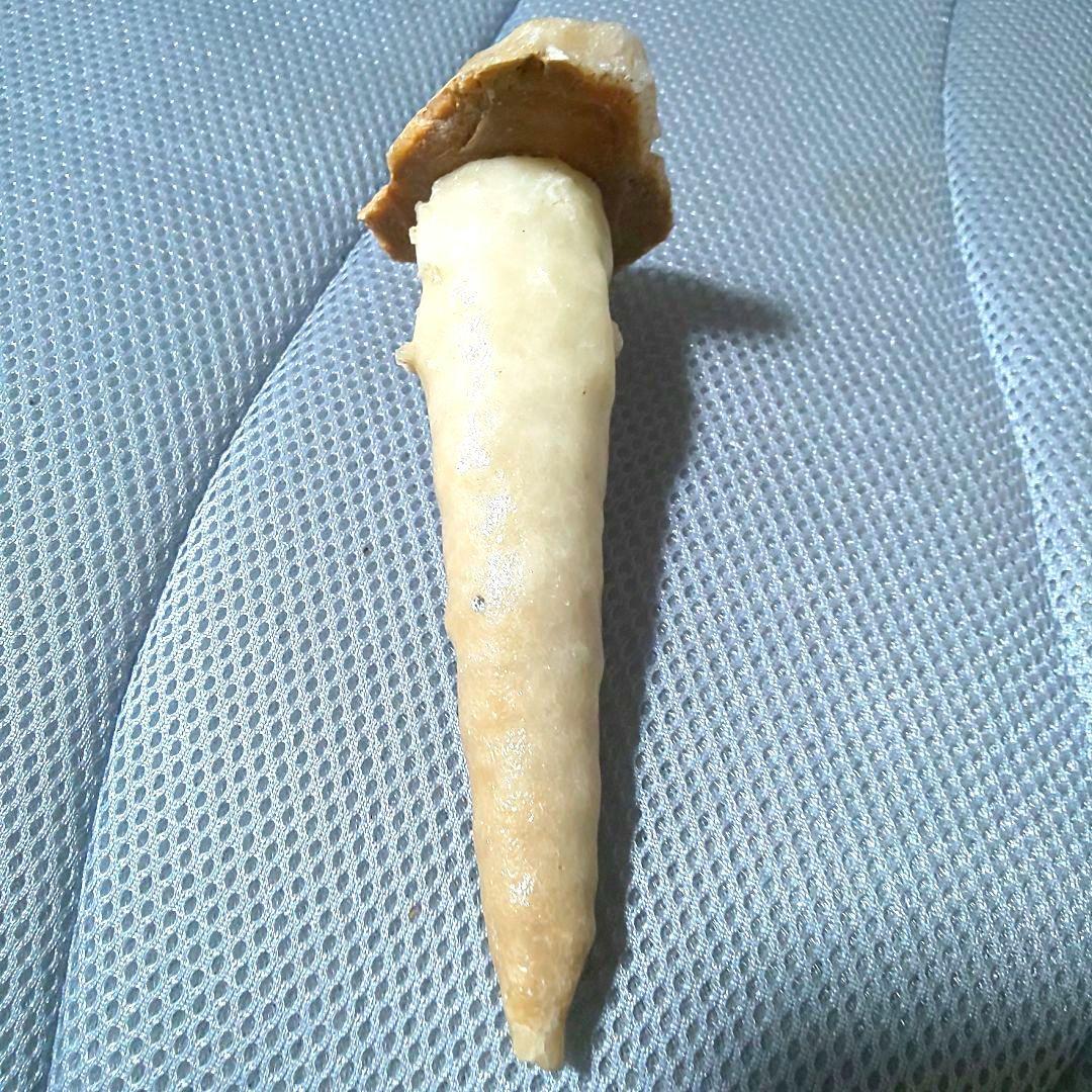 鍾乳石 長さ14.3cm