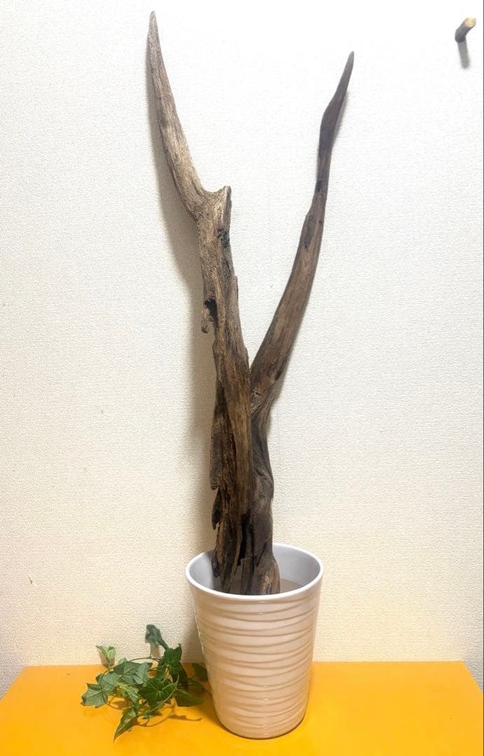 Ｇ37 灰汁抜き済み流木　爬虫類シェルター　観葉植物　インテリア