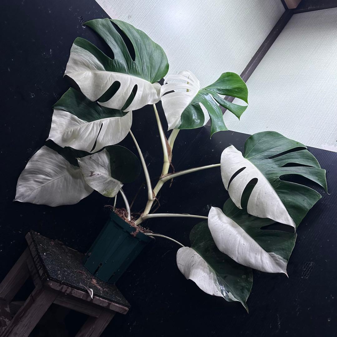万*e様 モンステラ斑入りハーフムーンホワイトタイガー極美斑入り73cmレア